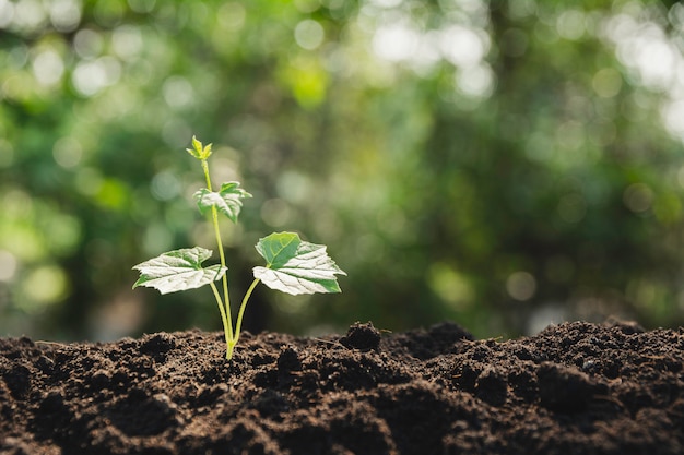 Seedling and plant growing in soil