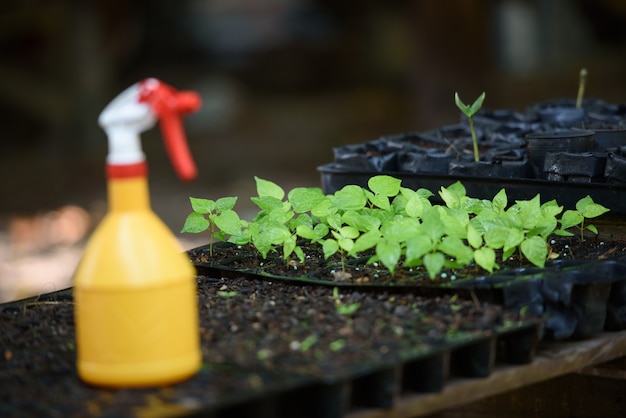 Seedling on planting tray near Foggy bottle