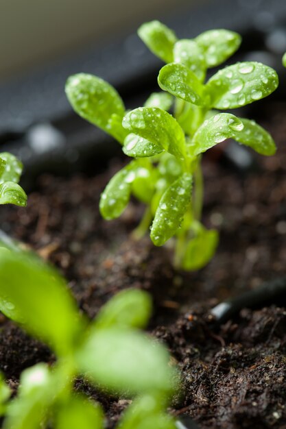 Piante della piantina che crescono in vassoio di plastica di germinazione