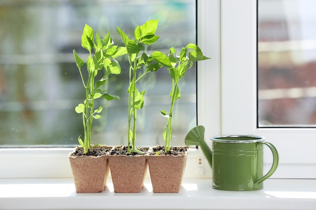 窓枠の鉢植えの苗