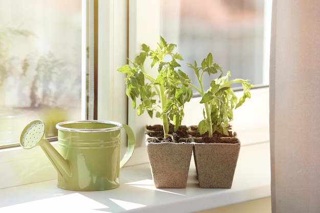 Seedling of plants in pots on window sill