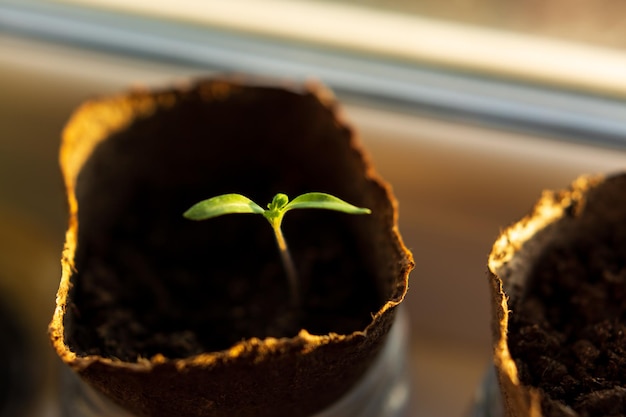 Photo a seedling in a pot is growing in the soil.