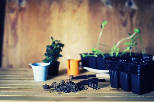 Seedling in pots land