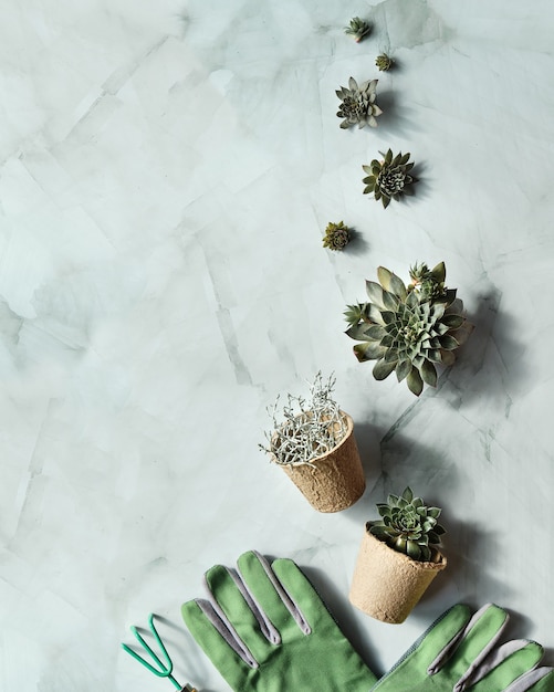 seedling pots, planting seedlings and baby plants of sempervivum succulent plants.