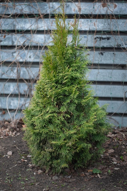 seedling small coniferous plant thuja