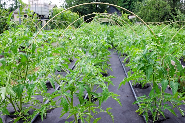 Seedling tomato grownon a Spunbond Nonwoven cover.