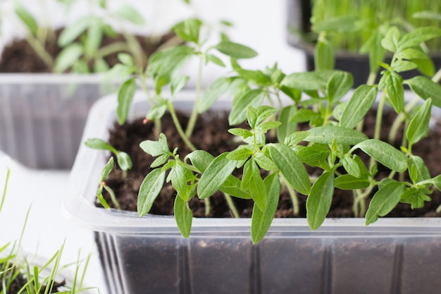 Seedling of tomato and other plants growing at home garden