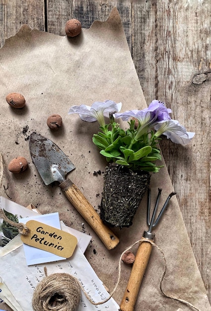 Photo seedling transplanting flowers in the garden