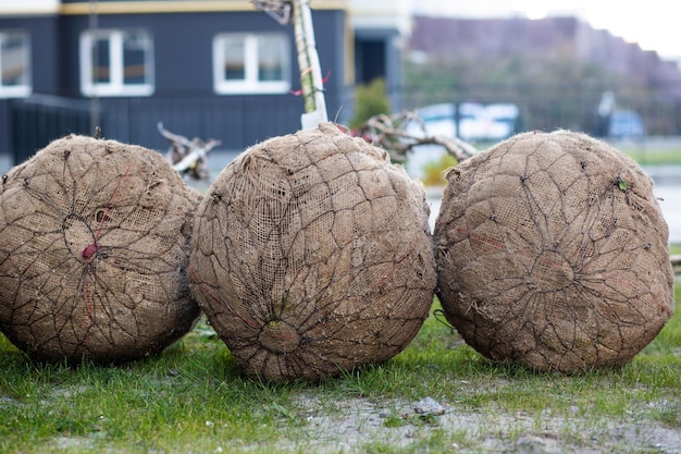 Piantina di giovani alberi da piantare in città, parcheggiare le radici avvolte in un telo di lino giacciono a terra, abbellimento della città