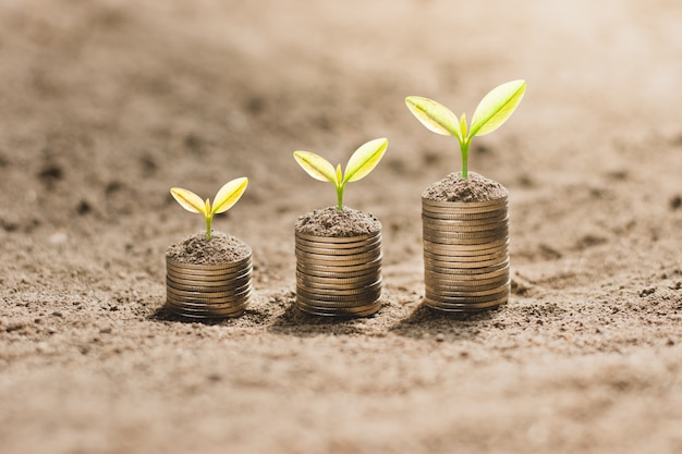 The seedlings are growing on the coins placed on the ground, thinking about financial growth.