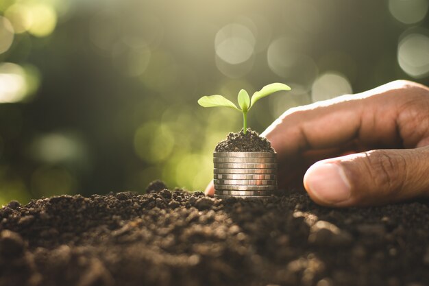 The seedlings are growing on coins that are stacked on fertile soil.