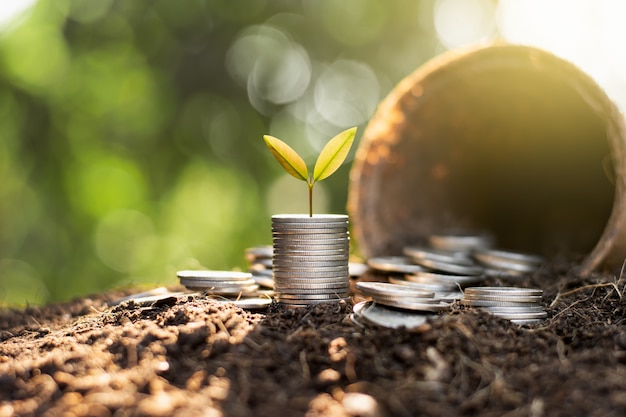 The seedlings are growing on coins.