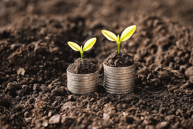 The seedlings are growing on the coins