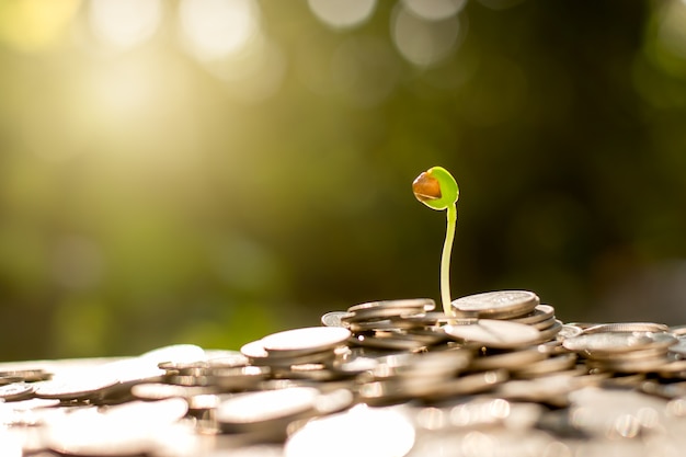 The seedlings are growing from the coin stack