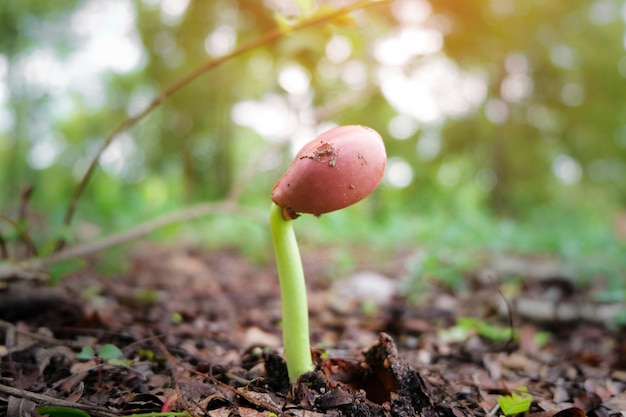 Seedlings are growing from fertile soil with morning sun is shining.