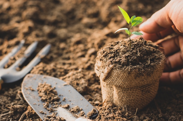 Le piantine stanno crescendo dal terreno fertile.