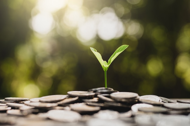 The seedlings are growing from the pile of coins.