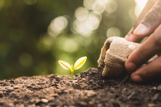 The seedlings are growing from the rich soil.