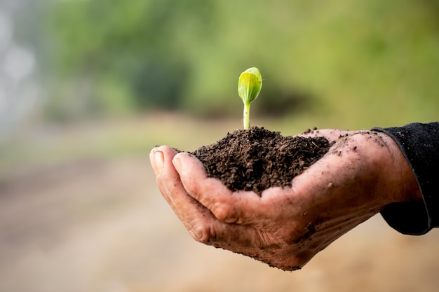 The seedlings are growing from the soil.