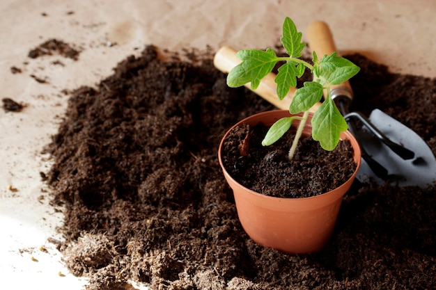 Seedlings are growing in the nursery pot