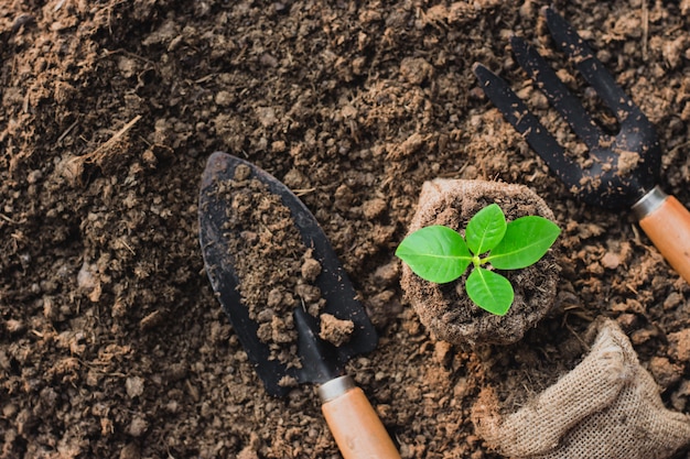 Seedlings are growing in a small sack bag.