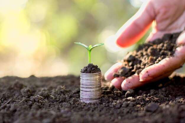 Seedlings are grown on a coin placed on the ground.