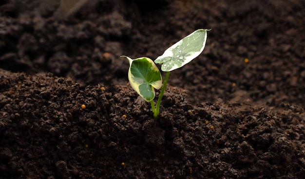 Seedlings are thriving from fertile soil, ecology concept.