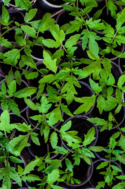 Seedlings on the balcony Gardening Plant shoots Top wiew