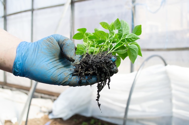 Seedlings of bell pepper in a greenhouse