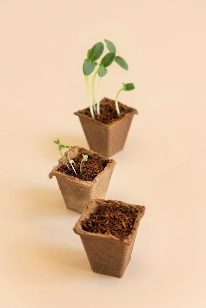 Seedlings in biodegradable pots on light yellow close up Indoor gardening