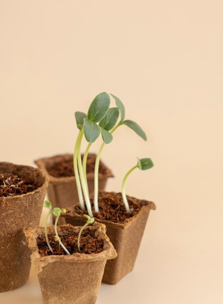 Seedlings in biodegradable pots on light yellow close up Indoor gardening