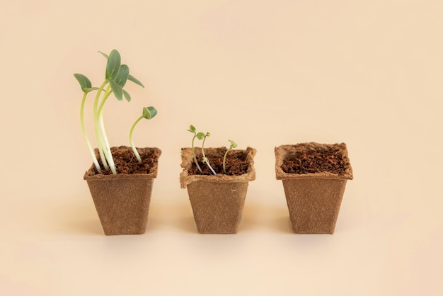 Seedlings in biodegradable pots on light yellow close up Indoor gardening