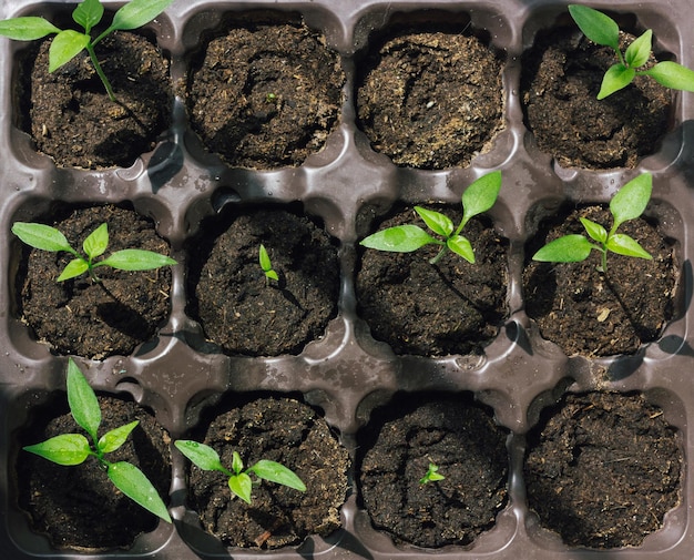 Seedlings of bush pepper in a plastic cassette with soil on a home windowsill Fresh young green shoots with leaves Top view