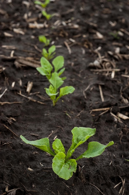 Seedlings close up young leaves of sugar beet on a field in spring