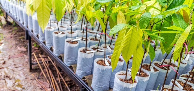 植え付けの準備をする苗床のカカオの木の苗木