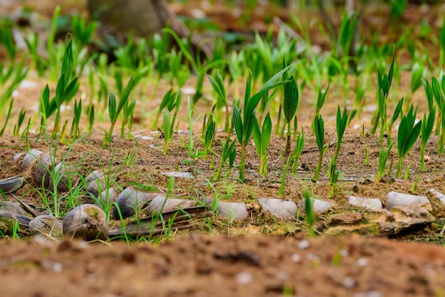 seedlings of the coconut trees