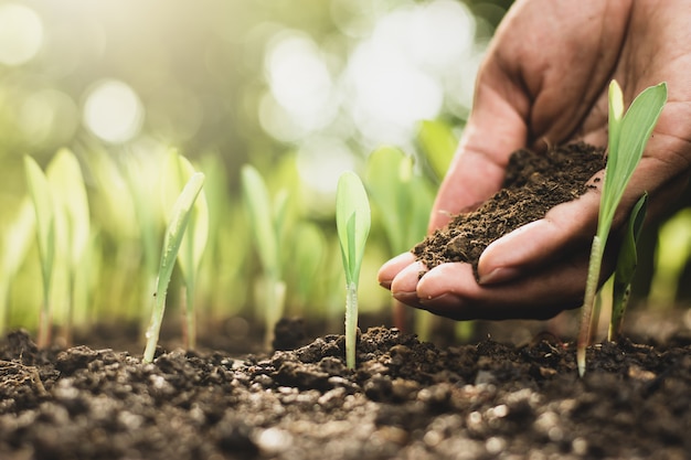 Seedlings of corn.