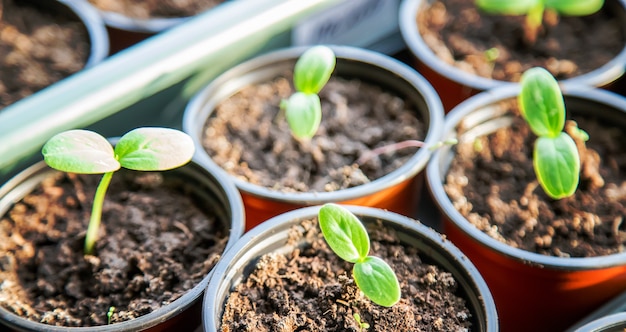 Seedlings of cucumbers in cups. Selective focus.