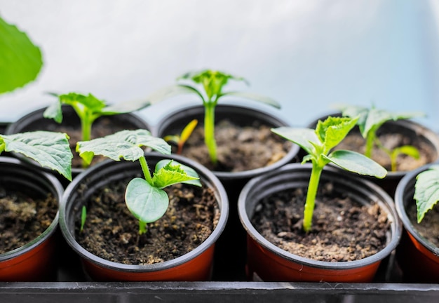 Seedlings of cucumbers in cups on the window Selective focus nature