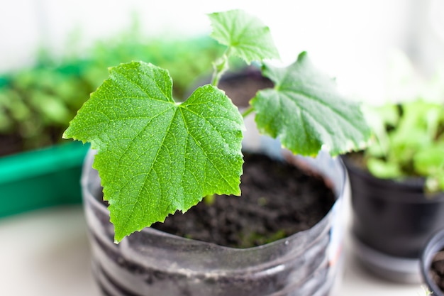 Seedlings of cucumbers and plants in flower pots near the window, a green leaf close-up. Growing food at home for an ecological and healthy lifestyle. Growing seedlings at home in the cold season