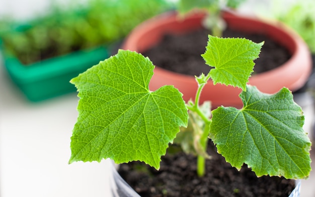 Seedlings of cucumbers and plants in flower pots near the window, a green leaf close-up. Growing food at home for an ecological and healthy lifestyle. Growing seedlings at home in the cold season