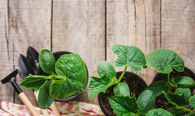 Seedlings of cucumbers selective focus