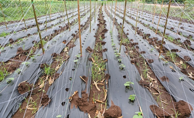 Seedlings cucumbers.