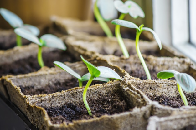 Seedlings in cups. Selective focus. nature plants.