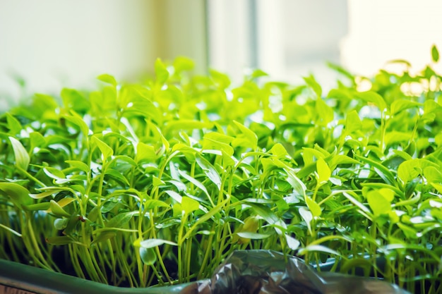 Seedlings in cups. Selective focus. nature plants.