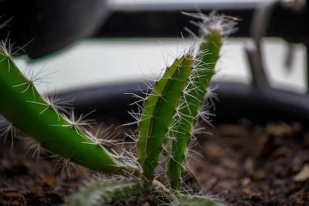 Seedlings of dragon fruit in pots