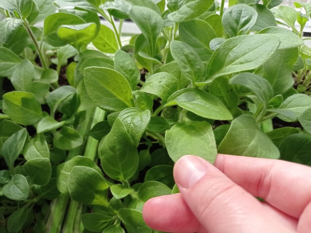 seedlings flowers petunias green juicy strong horticulture floriculture beauty