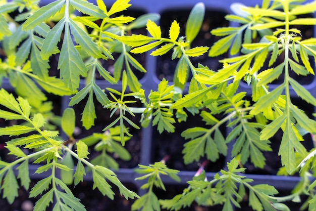 Seedlings of flowers in a plastic cellular container on the windowsill