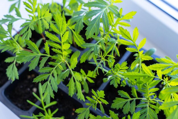 Seedlings of flowers in a plastic cellular container on the windowsill