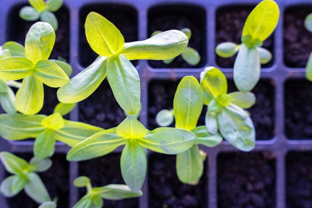 Seedlings of flowers in a plastic cellular container on the windowsill